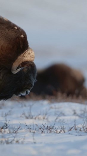 Watch these male muskoxen face off. #muskox #battle #naturedocumentary #AnimalFacts