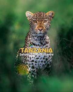 Enjoy a wildlife safari trip to Selous Game Reserve with the direct flight departing from Zanzibar Island. 🍃🏞️ | #zanzibar #tanzania | Zanzibarterminus