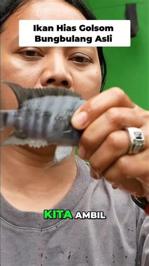 Original Bungbulang fish #dedeinoen #fish #rarefish