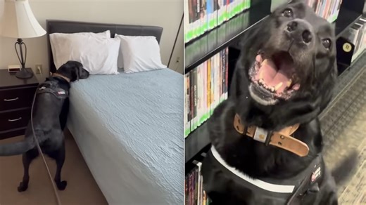 Bed Bugs Are Everyone’s Nightmare — But This Dog Is Thrilled to Find Them
