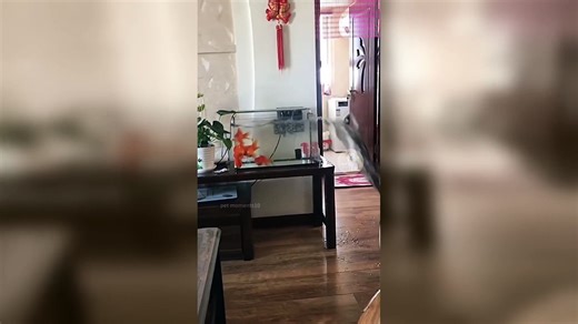 Hilarious cat Antics Compilation Funny Cat Fails