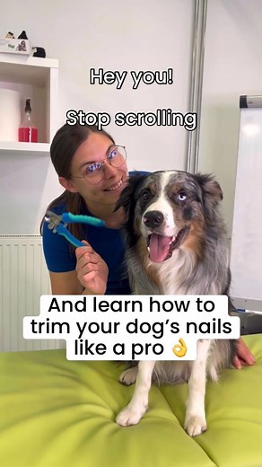 Canine Rehab & Conditioning on Instagram: "Learn how to trim your dog’s nails like a pro! Save the post for later ✌️"