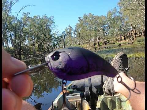 13 Fishing JabberJaw, black water and a lot of weed