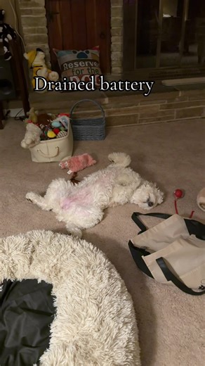 I went to pick up her toys before bed and this is what I found. #sleeping #dogsoftiktokviral #cockapoo #doodle #poodle