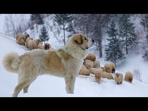 Pyrenean Mastiff | Gentle Giant Ferocious Guardian