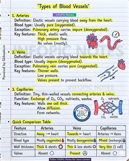 Understand the three types of blood vessels—arteries, veins, and capillaries—and how they transport blood throughout the body. Simple explanation, clear differences, and perfect for quick biology revision. #BloodVessels #HumanCirculatorySystem #BiologyBasics #ScienceEducation #LearnBiology | InfoPic Notes