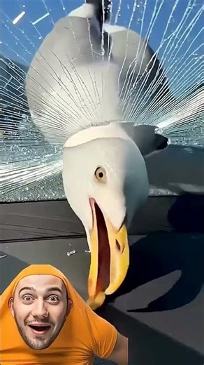 بطاطا😂😂#دويتو #funny #ضحك #كوميديات #ترند #شلتنا #اعتني #السعودية #العراق #سوريا #لايك_اشتراك