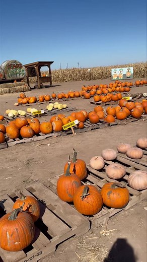 Don’t wait until Saturday to get those pumpkins! This is what is left of our pumpkins come see us today from 5-8 and have a Happy Halloween!! | Circle S Corn Maze and Pumpkin Patch