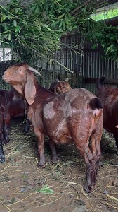 À vendre chèvre rouge très bien racée de 17 mois, ayant déjà fait 1 portée : 1300€. Parents, grands-parents, etc, de la chèvre visibles sur vidéos - Petit de la chèvre rouge visible aussi sur videos. La chèvre a déjà été remise au bouc (visible sur vidéos aussi) - Suivi vétérinaire rigoureux - Secteur St-André - 0692 02 95 23 pour plus d’infos - Visiteurs parc s’abstenir fortement! 🇷🇪 | Run Goats Breeders