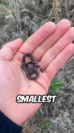 The World’s Smallest Snakes You’ve Never Seen