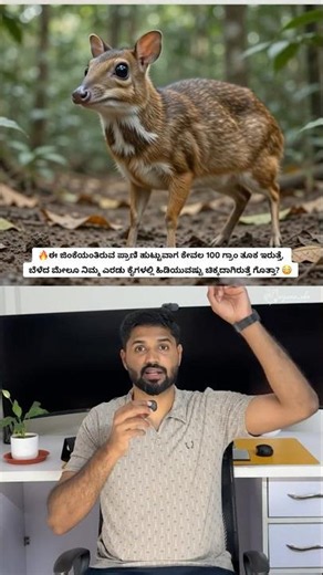 Mouse Deer (Chevrotain) – The World’s Smallest Hoofed Animal! 😳🦌#shorts #wildlife #nature