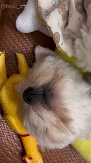 🐶😎碗粿黑嘴唇特寫Close-Up on Wa Gui’s Black Lips