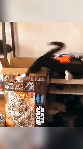 Living with a dog and a cat is never boring! 🤣 (16) 🐕 #PuppyDays #KittenNaps #CaringForFurBabies #AdoptAPetForever #FurryCompanionsDaily | FUNNY PRANK