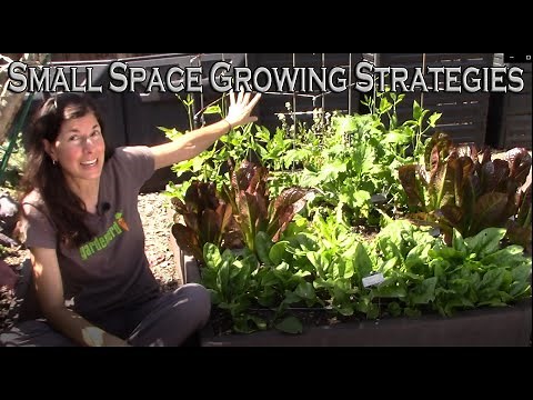 Small Space Gardening Strategies