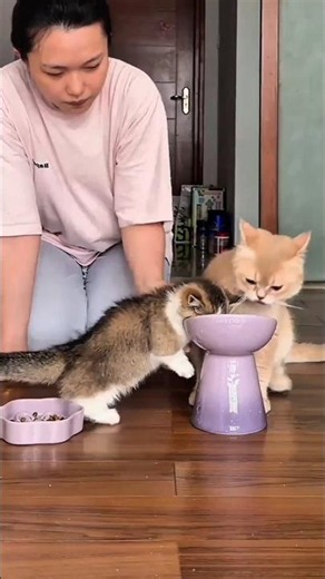 This Tiny Kitten Kept Stealing Food… Until This HAPPENED! 😹🍽️