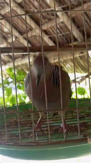 Cu Gay or Spotted Dove ( Spilopelia Chinensis ) #shorts
