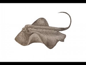 How to draw a Stingray step by step