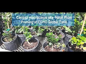 Carissa macrocarpa aka Natal Plum pruning at ECHO Global Farm
