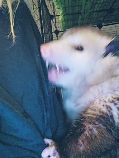 The Hugs from an Opossum: Heartwarming Moments