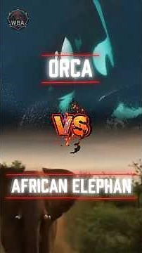 Orca 🐋 vs Elephant 🐘: Who Would Win This Wild Showdown?!