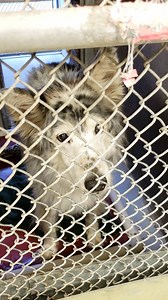 6.5K views · 86 reactions | RESCUED :) Senior Love!  #A4207448...