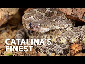 Ancient vs. Modern: Where Do Today's Apex Predators Reign Supreme?