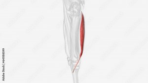 Semitendinosus is a fusiform muscle of the posterior compartment of thigh