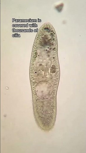 Movement of paramecium using cilia