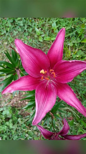 Can't wait till Spring again 🌺🥀🪻🌸🌷 | Michelle Green