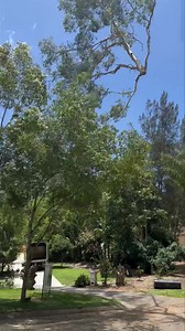 4.9K views · 43 reactions | Advanced Tree Surgery - Sunshine Coast on Reels | Facebook