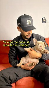 Ahí se los reparten😜✌️ #americanbully #exoticbully | American Bully & Exotic Universe