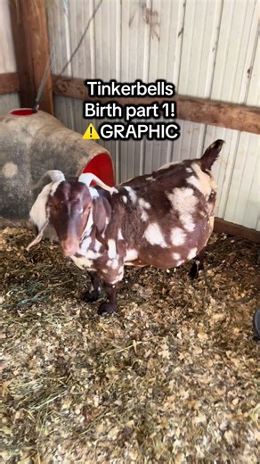Tinkerbell's Goat Birth: Part 1