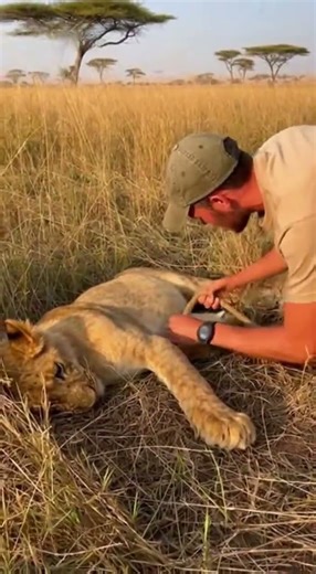 Man Tries to Free a Trapped Lion Cub. Then the Lioness Appears and ROARS 😳🦁