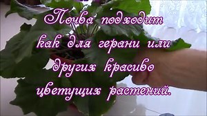 Примула: уход в домашних условиях, пересадка и размножение, виды
