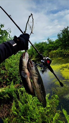 Toman Fishing Lure Setup for Casting