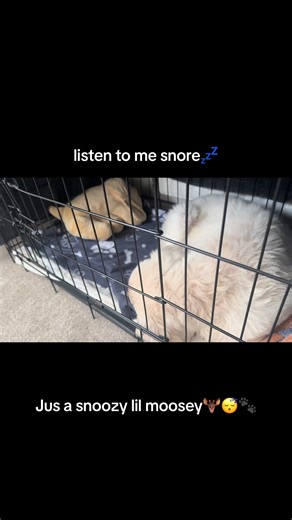 Snooze with Moose: Adorable Snoring Golden Retriever