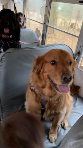 34K views · 1.3K reactions | Peanuts Gang said yes, they were excited to go play. | The Storybook Bus | Facebook