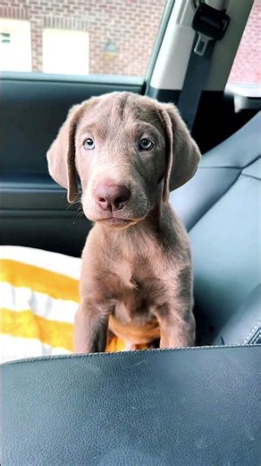 5 Cutest Labrador Retriever Moments That Will Make You Smile 🐶❤️ ⭐