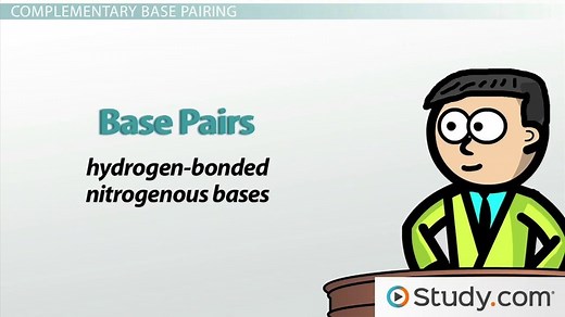 Adenine, Thymine, Guanine & Cytosine | Overview & Pairing