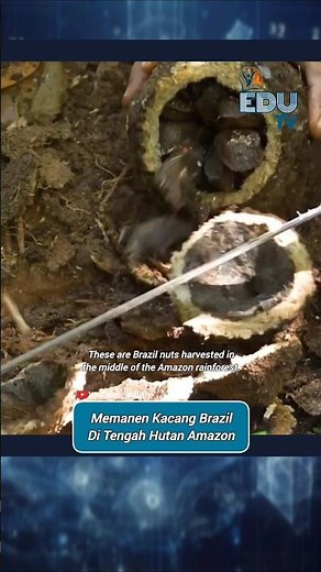 Harvesting Brazil Nuts In The Middle Of The Amazon Rainforest