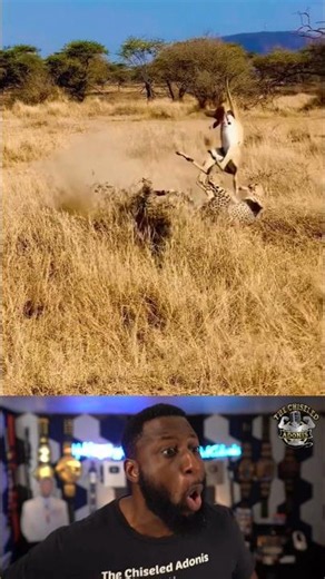Cheetah vs Gazelle