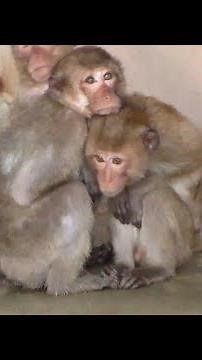 Controversial Plan for a Georgia Monkey Prison Must Be Stopped!
