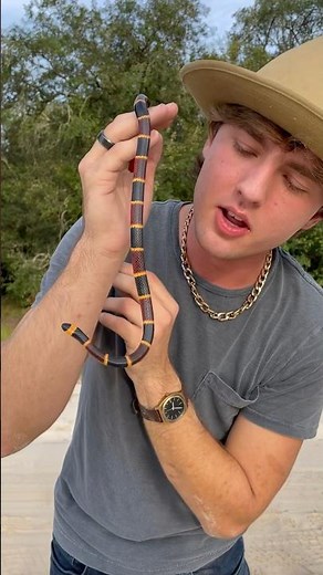 Check Out This Eastern Coral Snake!!!