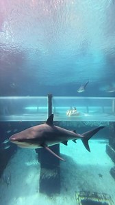Waterslide ending in a shark tank 🦈 located at Atlantis Bahamas @the_coaster_scoop @atlantisbahamas @osmo_global Shot on #osmoaction5pro #dji | The Coaster Scoop