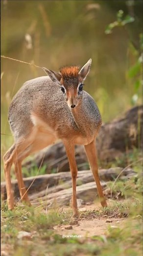 Facts about royal antelopes ! #royal #antelopes #antelope #shorts