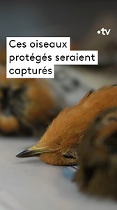 Des rouges-gorges tués pour être mangés dans le sud de la France ! 🥺 #SurLeFront « Où sont passés nos oiseaux », une nouvelle enquête à voir sur france.tv ►bit.ly/SLF_oiseaux | France tv nature
