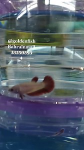 Female betta | Golden FISH Store | Facebook