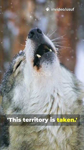 How Wolves Communicate — Secrets of the Pack
