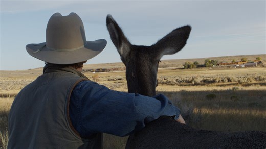 Nature: Touching the Wild: Living with the Mule Deer of Deadman Gulch | Netflix
