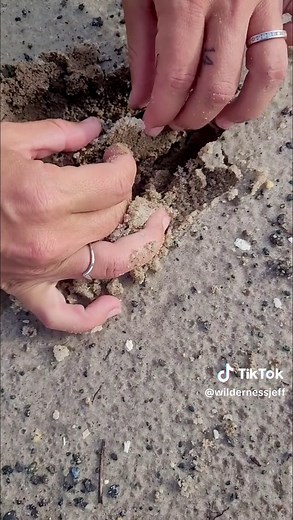 Discover Rare Megalodon Tooth Found by Fossil Recovery Experts